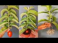 Growing Guava Tree Cutting In A Tomato (New Techniques)