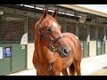 PER INCANTO x QUEEN OF KANDY filly - 2025 Magic Millions Gold Coast Yearling Sale