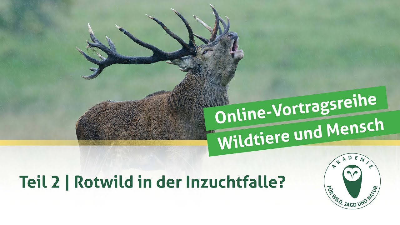 DJV-Online-Vortragsreihe „Wildtiere und Mensch“ | Teil 2: Rotwild in der Inzuchtfalle? - YouTube