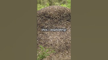Exploding Ants Nature