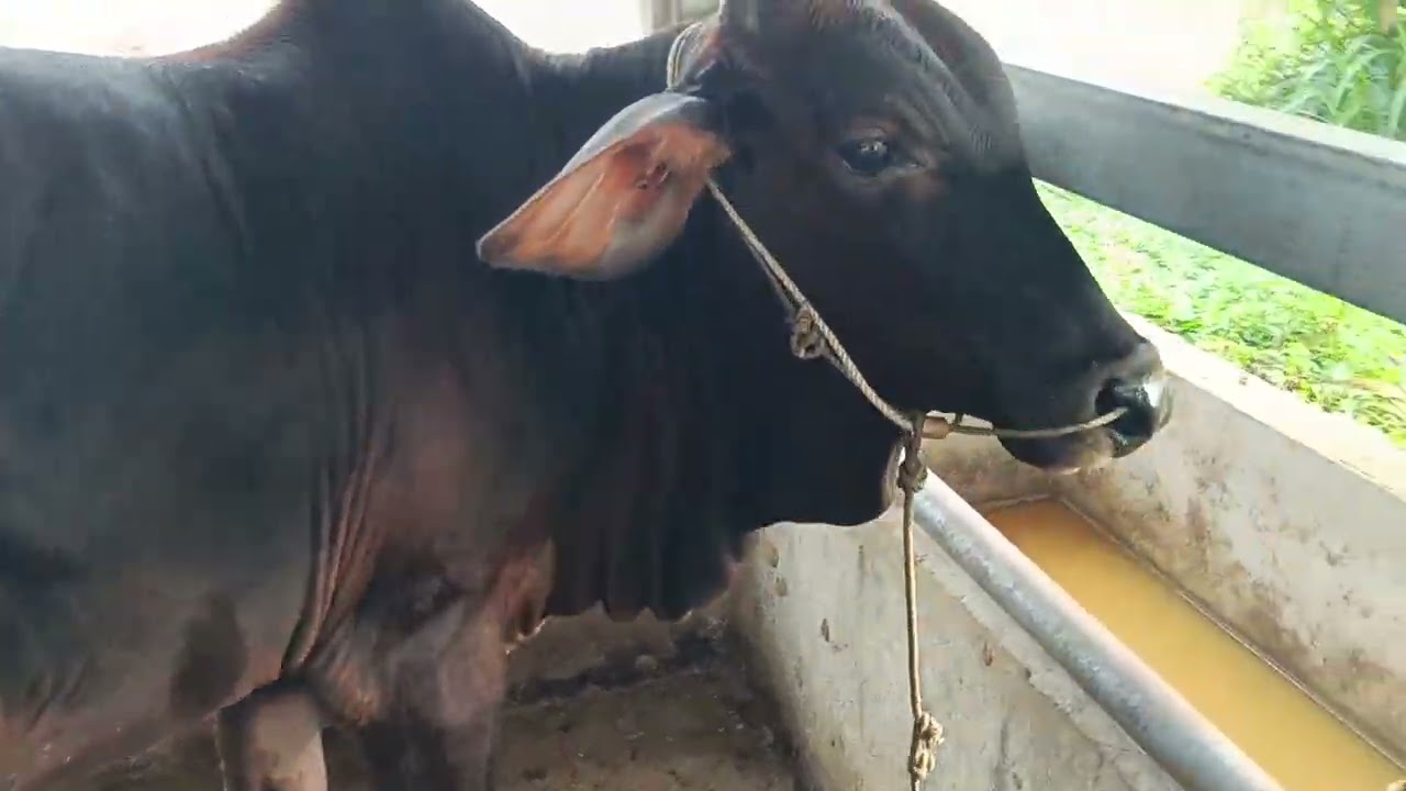 28/02 LH 0369923544 lên cho anh em cặp đực sin khứu, cặp cái mỏ coi giá yêu thương 