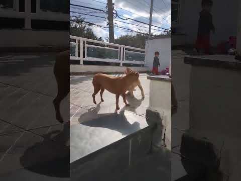 Cat vs Pinscher Dog Play Fight – Wild and Cute Friendship! 🐱🐶#cutedogs