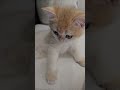 포즈 잡을테니 예쁘게 찍어주세요😘 #cat #goldbritishshorthair ##고양이 #브숏