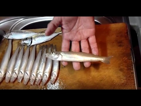 シロギス キス のさばき方 To Cut Fish 切鱼 생선을 자른다 Per liare I Pesci 养鱼 Polya Ryby Campo Do Peixe Youtube