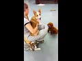 毛毛 为什么就叫我拿 宠物吃货 我和我的狗 不养狗不知道养狗的乐趣 宠物泰迪 泰迪狗狗 萌宠视频 毛毛 为什么就叫我拿 宠物吃货 我和我的狗 不养狗不知道养狗的乐趣 宠物泰迪 泰迪狗狗 萌宠视频
