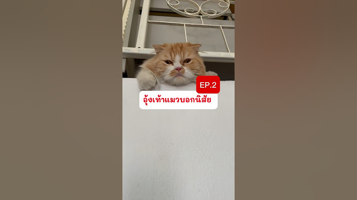 อุ้งเท้าแมวทายนิสัย Ep.2 #แมว #ทาสแมว