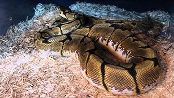 Ball Python Collection November 2015