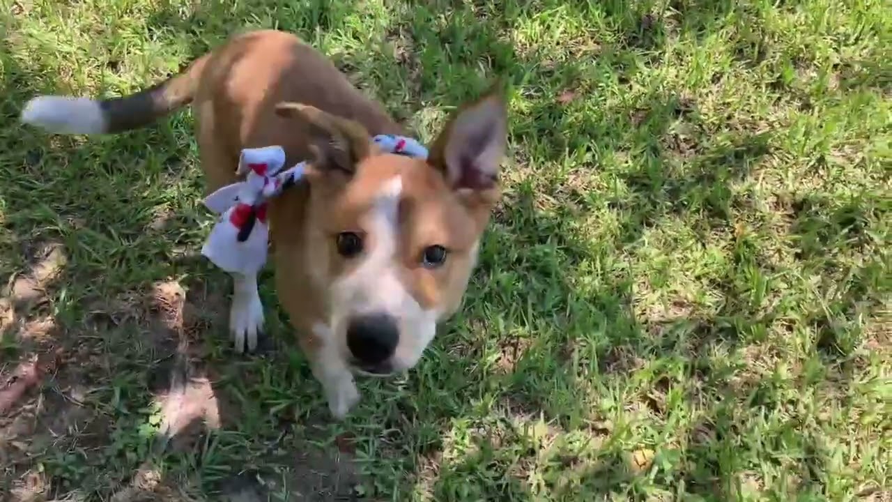 Meet Brutus *VIP* a Australian Cattle Dog currently available for adoption! 9/9/2025 2:58:49 PM
