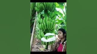 Perkebunan Pisang Modern di China