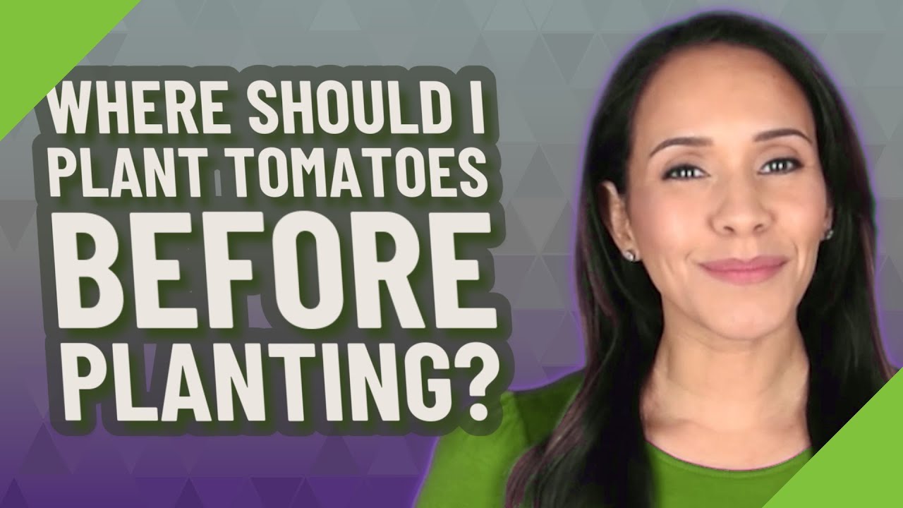 Where Should I Plant Tomatoes Before Planting YouTube