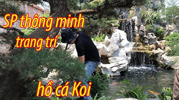 Trang trí khuôn viên hồ cá Koi bằng sản phẩm đèn thông minh | Omled