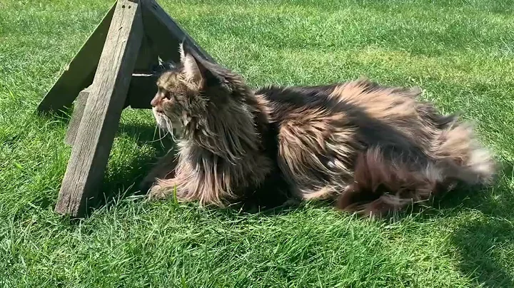 Watch the video about Life With A Lazy Maine Coon Cat