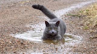 Russian Blue cat in a puddle by Missing Link Media 159,508 views 6 years ago 1 minute, 9 seconds