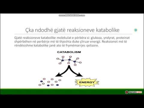 Metabolizmi - Biologjia 11