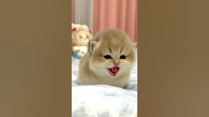 Video 10871561: cats kitten funnycats catlovers, kitten catlover cute funnycats, kitten baby cat funnycats, cats kitten funny catlover, meow cute