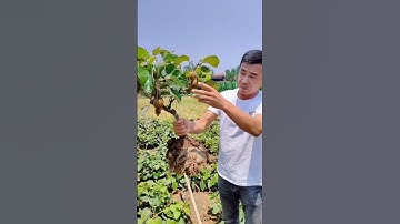 Thumbnail of Planting A Kiwi Tree For Generations #satisfying #short