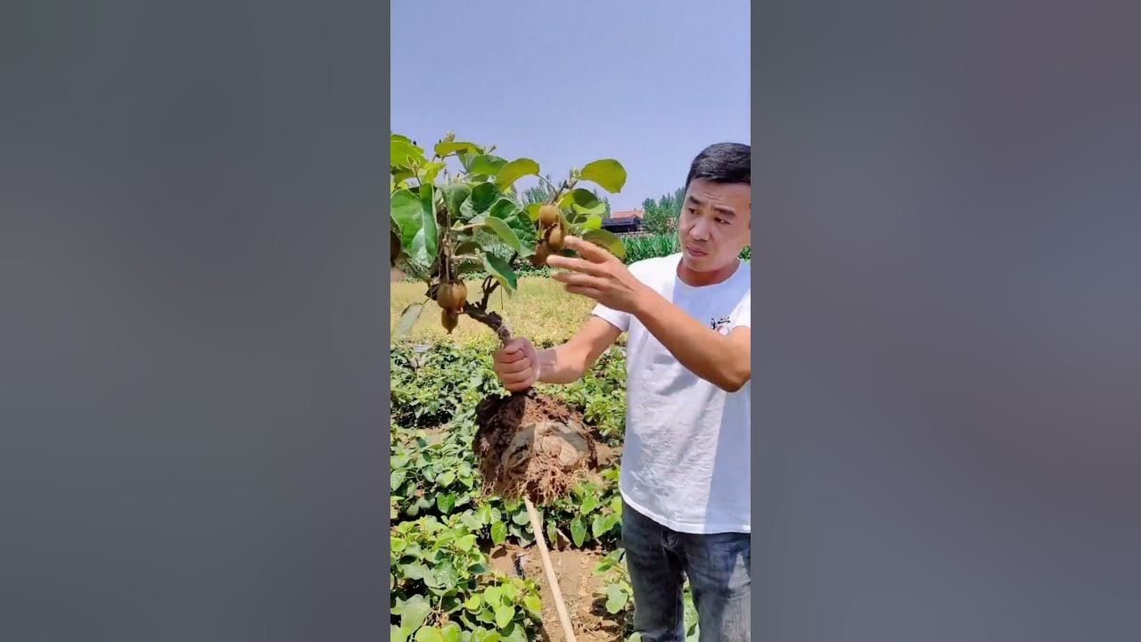 Planting A Kiwi Tree For Generations #satisfying #short