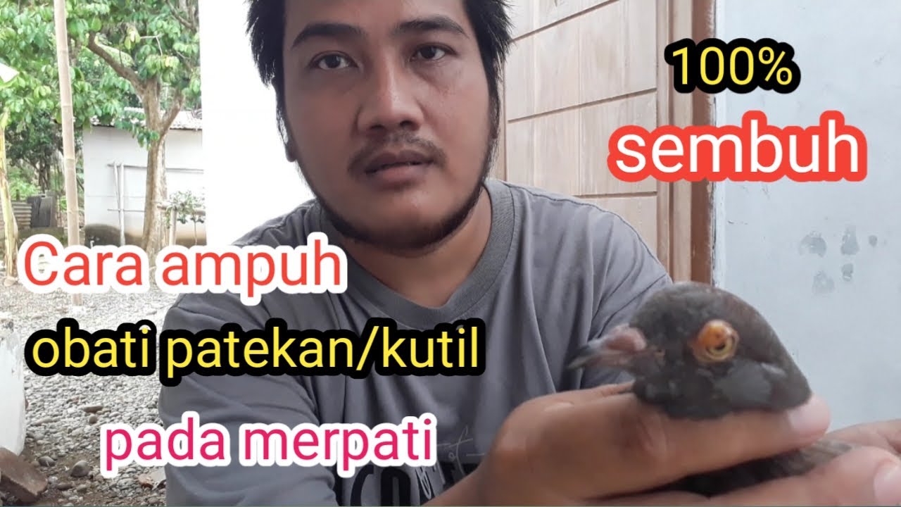 Cara mengobati merpati patekan