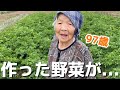 【誰だっぺ】収穫した野菜を外に置いておいたら...