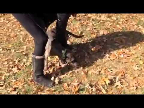 puppy paradise Furkids - Leroy Jethro