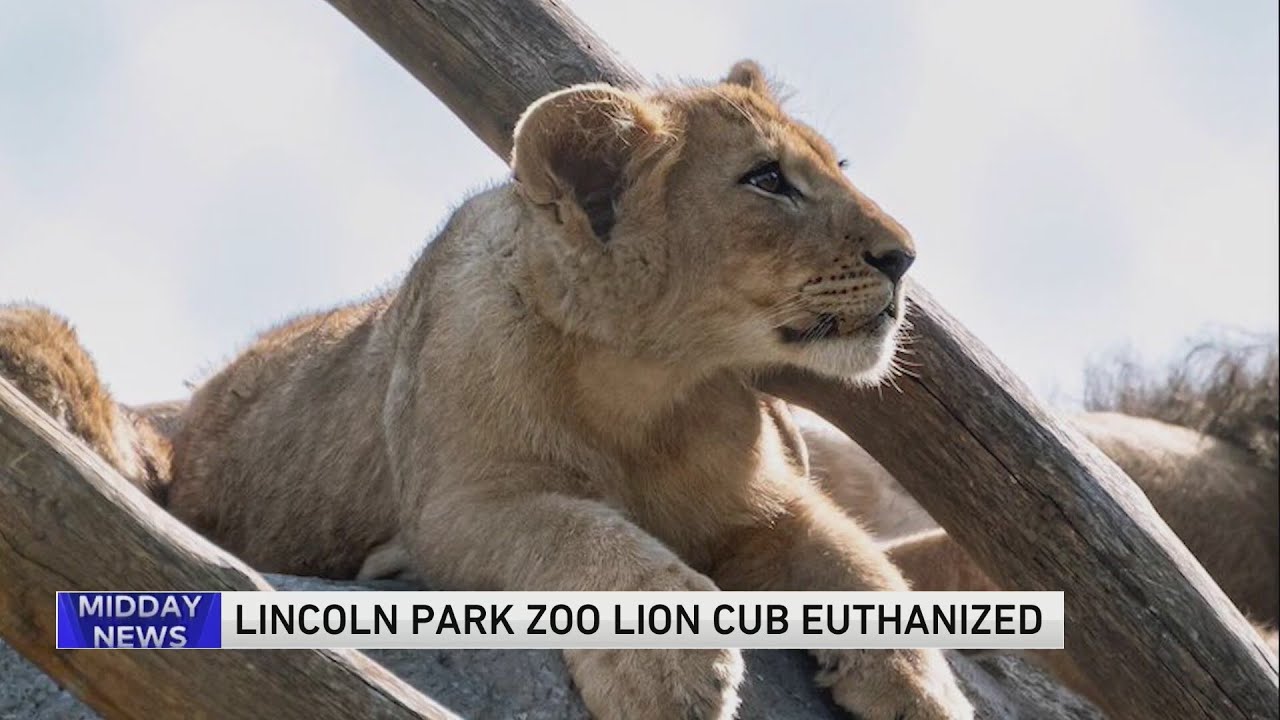 Lincoln Park Zoo lion cub euthanized - YouTube
