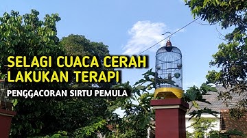 Sempatkan Terapi Penggacoran burung sirtu selagi CUACA CERAH