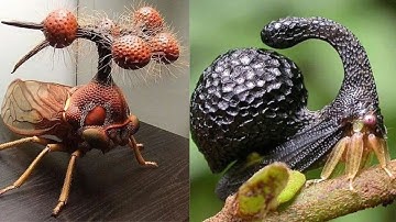 15 Bizarre Insects That Don