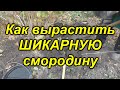 Как вырастить  шикарные саженцы  смородины самому !