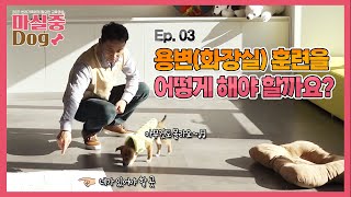 [마실중 Dog] 03  어렵다는 강아지 배변훈련 이것만 보면 우리아이도 성공각 with  TV동물농장 이찬종소장