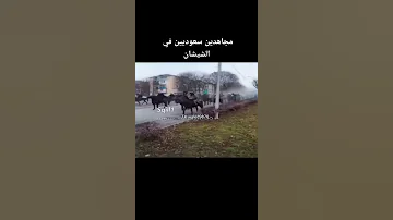 مجاهدين سعوديين في الشيشان 
