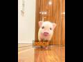 Une femme a trouvé un mignon petit cochon #animal #animaux