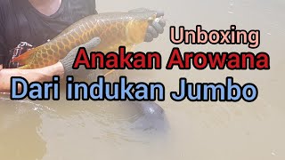 Edisi Ikan: Unboxing Arowana Hasil Panen Tua