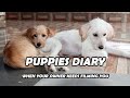 Doggies Diary (On a rainy Day)