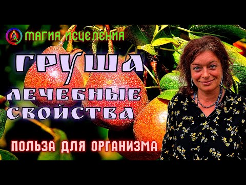 Груша — Лечебные свойства Листьев Груши | Польза груши для организма