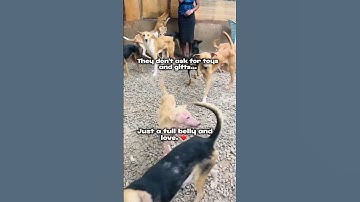 Please Don’t Scroll… 48 Rescue Dogs Are Being Ignored This Christmas 💔 #DogRescue #Straydogs #Adopt