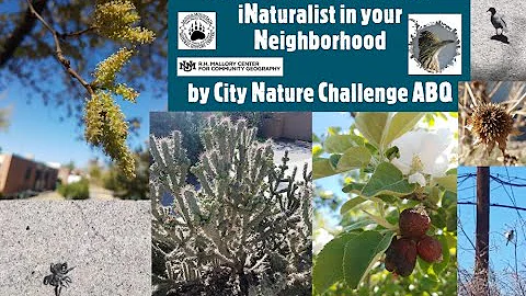 Finding Observations for iNaturalist in your Neighborhood (& participate in City Nature Challenge!)