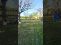 The race is on!! #foryou #shorts #dog #blacklab #chase #play #race #fun