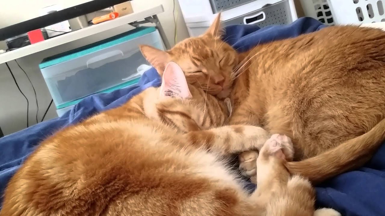 Breathing Cats YouTube