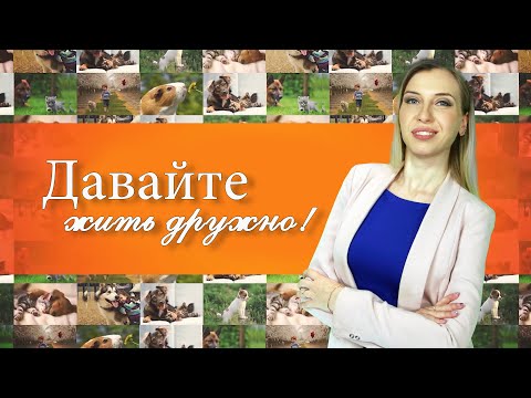 Собака начала хромать — что делать? Советы ветеринара