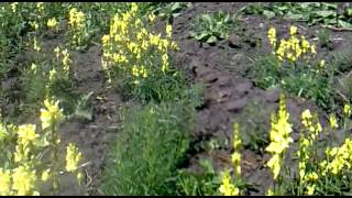 видео Льнянка обыкновенная Linaria vulgaris