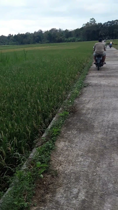 Sawah Lesah-Lesah Keno Lesus Nang Klebakan
