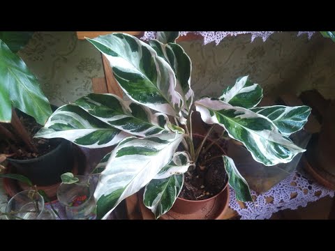 Video: Calathea Çeşitleri: Farklı Calathea Houseplant Türleri