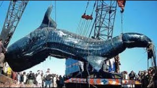 Biggest Creatures Ever Captured !