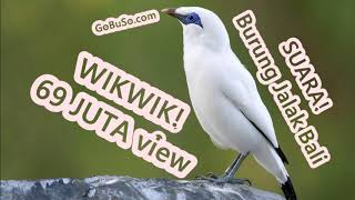 Bali Myna Forest Birdsong Music - Suara Pikat Burung Jalak Bali Gacor Durasi Panjang Di Alam Mp3