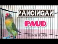 Lovebird Balibu ngekek pancingan lovebird paud