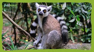 TODO SOBRE el LEMUR: El rey de Madagascar.