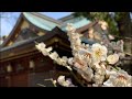 Tokyo’s Rebel Ume Blossoms Start Spring Fever | Ueno