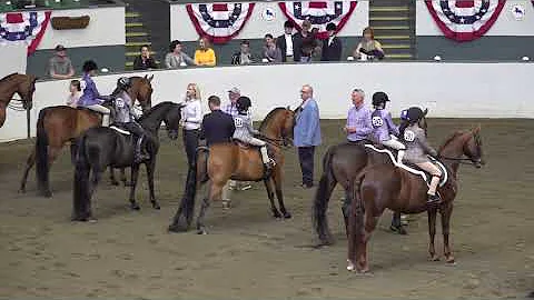 Connecticut Morgan Horse Show- June 2021- Heidi's ...