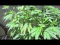 Grow Cannabis – Jorge's Garden Day 4 – by Jorge Cervantes