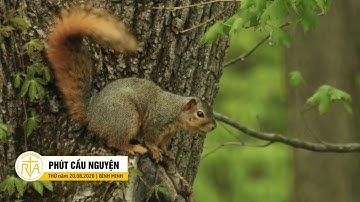 Phút Cầu Nguyện, Thứ Năm 20/08/2020: Tín Nhiệm